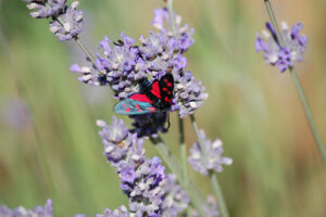 Dr. med. Christopher Freiburg - Viernheim 11 Dr. med. Christopher Freiburg – Viernheim